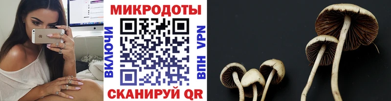 Купить  Цивильск  Псилоцибиновые грибы мицелий 